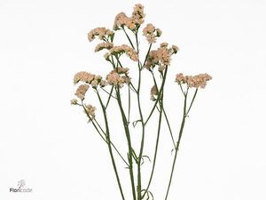 LIMONIUM ST SICILY ROSE 70